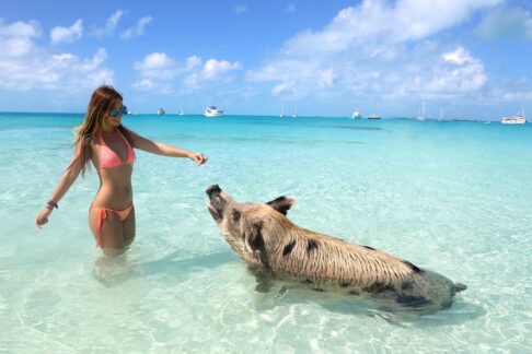 pig-beach